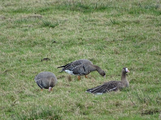 为了埃拉的 为了埃拉的